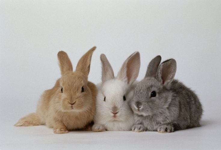 Фото кроликов из контактного зоопарка