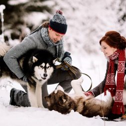 Катание на собаках Катание на собаках