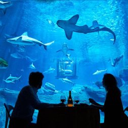 Предложение руки и сердца в океанариуме Предложение руки и сердца в океанариуме